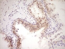 Invitrogen NOR-1 Monoclonal Antibody (OTI5C2) 100 &mu;L; Unconjugated:Antibodies,