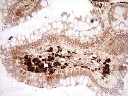 Invitrogen NOR-1 Monoclonal Antibody (OTI5C2) 100 &mu;L; Unconjugated:Antibodies,