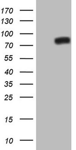 Invitrogen NOR-1 Monoclonal Antibody (OTI5C2) 100 &mu;L; Unconjugated:Antibodies,