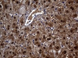 Invitrogen ASL Monoclonal Antibody (OTI9G2) 100 &mu;L; Unconjugated:Antibodies,