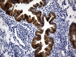 Invitrogen ASL Monoclonal Antibody (OTI9G2) 100 &mu;L; Unconjugated:Antibodies,