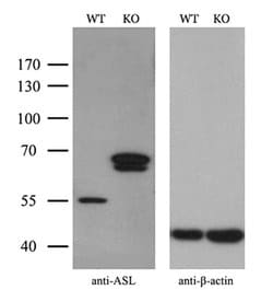 Invitrogen ASL Monoclonal Antibody (OTI9G2) 100 &mu;L; Unconjugated:Antibodies,