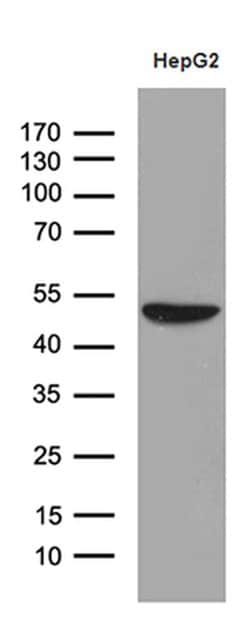 Invitrogen ASL Monoclonal Antibody (OTI9G2) 100 &mu;L; Unconjugated:Antibodies,