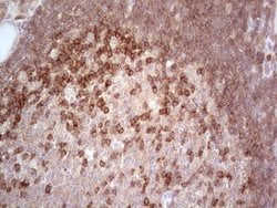 Invitrogen MCPH1 Monoclonal Antibody (OTI2A3) 100 &mu;L; Unconjugated:Antibodies,