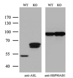 Invitrogen ASL Monoclonal Antibody (OTI14C7) 100 &mu;L; Unconjugated:Antibodies,