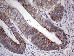 Invitrogen HIP55 Monoclonal Antibody (OTI6C9) 100 &mu;L; Unconjugated:Antibodies,
