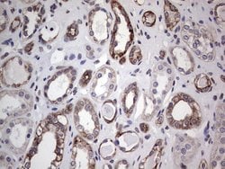 Invitrogen HIP55 Monoclonal Antibody (OTI6C9) 100 &mu;L; Unconjugated:Antibodies,