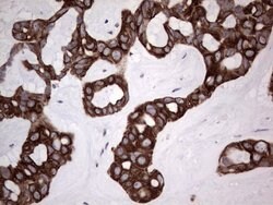 Invitrogen HIP55 Monoclonal Antibody (OTI6C9) 100 &mu;L; Unconjugated:Antibodies,
