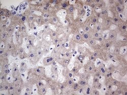 Invitrogen MB67 Monoclonal Antibody (OTI1B2) 100 &mu;L; Unconjugated:Antibodies,