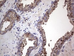 Invitrogen GARS Monoclonal Antibody (OTI4G4) 100 &mu;L; Unconjugated:Antibodies,