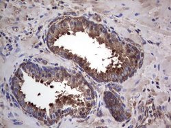 Invitrogen GARS Monoclonal Antibody (OTI4G4) 100 &mu;L; Unconjugated:Antibodies,