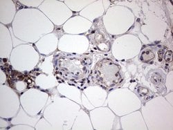 Invitrogen GARS Monoclonal Antibody (OTI4G4) 100 &mu;L; Unconjugated:Antibodies,