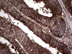 Invitrogen GARS Monoclonal Antibody (OTI4G4) 100 &mu;L; Unconjugated:Antibodies,