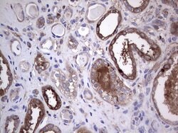 Invitrogen GARS Monoclonal Antibody (OTI4G4) 100 &mu;L; Unconjugated:Antibodies,