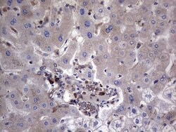 Invitrogen GARS Monoclonal Antibody (OTI4G4) 100 &mu;L; Unconjugated:Antibodies,