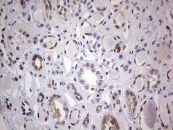 Invitrogen HDAC9 Monoclonal Antibody (OTI5B8) 100 &mu;L | Buy Online | Invitrogen&trade; | Fisher Scientific