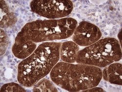 Invitrogen Aspartoacylase Monoclonal Antibody (OTI2D2) 100 &mu;L; Unconjugated:Antibodies,