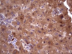 Invitrogen Aspartoacylase Monoclonal Antibody (OTI2D2) 100 &mu;L; Unconjugated:Antibodies,