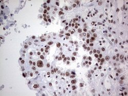 Invitrogen HDAC9 Monoclonal Antibody (OTI7G2) 100 &mu;L; Unconjugated:Antibodies,
