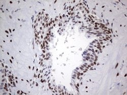 Invitrogen HDAC9 Monoclonal Antibody (OTI7G2) 100 &mu;L; Unconjugated:Antibodies,