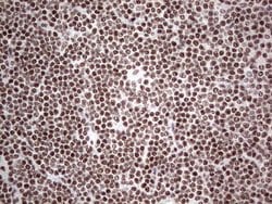 Invitrogen HDAC9 Monoclonal Antibody (OTI7G2) 100 &mu;L; Unconjugated:Antibodies,