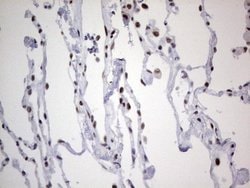Invitrogen HDAC9 Monoclonal Antibody (OTI7G2) 100 &mu;L; Unconjugated:Antibodies,