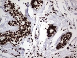 Invitrogen hnRNP L Monoclonal Antibody (OTI9G7) 100 &mu;L; Unconjugated:Antibodies,