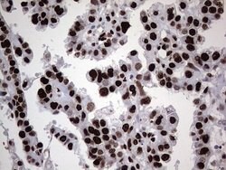 Invitrogen hnRNP L Monoclonal Antibody (OTI9G7) 100 &mu;L; Unconjugated:Antibodies,