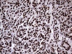 Invitrogen hnRNP L Monoclonal Antibody (OTI9G7) 100 &mu;L; Unconjugated:Antibodies,
