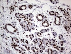 Invitrogen hnRNP L Monoclonal Antibody (OTI9G7) 100 &mu;L; Unconjugated:Antibodies,