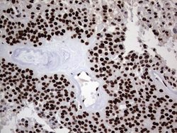 Invitrogen hnRNP L Monoclonal Antibody (OTI9G7) 100 &mu;L; Unconjugated:Antibodies,