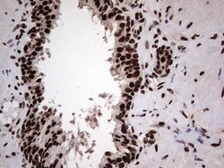 Invitrogen hnRNP L Monoclonal Antibody (OTI9G7) 100 &mu;L; Unconjugated:Antibodies,