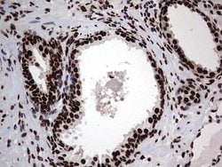 Invitrogen hnRNP L Monoclonal Antibody (OTI9G7) 100 &mu;L; Unconjugated:Antibodies,
