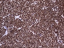 Invitrogen hnRNP L Monoclonal Antibody (OTI9G7) 100 &mu;L; Unconjugated:Antibodies,