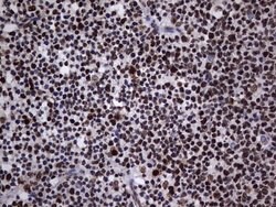 Invitrogen hnRNP L Monoclonal Antibody (OTI9G7) 100 &mu;L; Unconjugated:Antibodies,