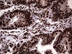 Invitrogen hnRNP L Monoclonal Antibody (OTI9G7) 100 &mu;L; Unconjugated:Antibodies,
