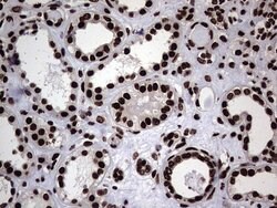Invitrogen hnRNP L Monoclonal Antibody (OTI9G7) 100 &mu;L; Unconjugated:Antibodies,