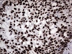 Invitrogen hnRNP L Monoclonal Antibody (OTI9G7) 100 &mu;L; Unconjugated:Antibodies,