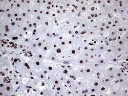 Invitrogen hnRNP L Monoclonal Antibody (OTI9G7) 100 &mu;L; Unconjugated:Antibodies,