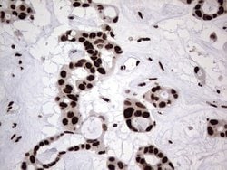 Invitrogen hnRNP L Monoclonal Antibody (OTI9G7) 100 &mu;L; Unconjugated:Antibodies,