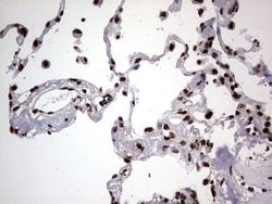Invitrogen hnRNP L Monoclonal Antibody (OTI9G7) 100 &mu;L; Unconjugated:Antibodies,