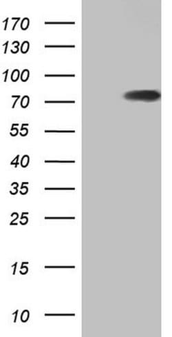Invitrogen hnRNP L Monoclonal Antibody (OTI9G7) 100 &mu;L; Unconjugated:Antibodies,