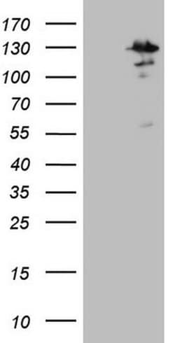 Invitrogen MTF1 Monoclonal Antibody (OTI2F3) 100 &mu;L; Unconjugated:Antibodies,
