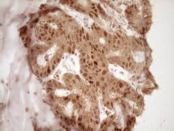 Invitrogen GFI1 Monoclonal Antibody (OTI6E8) 100 &mu;L; Unconjugated:Antibodies,
