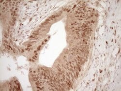 Invitrogen GFI1 Monoclonal Antibody (OTI6E8) 100 &mu;L; Unconjugated:Antibodies,