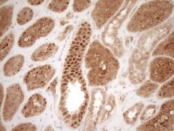 Invitrogen GFI1 Monoclonal Antibody (OTI6E8) 100 &mu;L; Unconjugated:Antibodies,