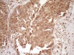Invitrogen GFI1 Monoclonal Antibody (OTI6E8) 100 &mu;L; Unconjugated:Antibodies,