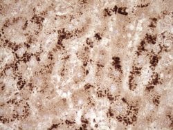 Invitrogen GFI1 Monoclonal Antibody (OTI6E8) 100 &mu;L; Unconjugated:Antibodies,