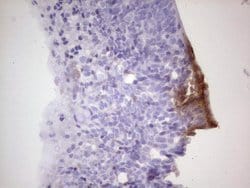 Invitrogen CDKL2 Monoclonal Antibody (OTI12C2) 100 &mu;L; Unconjugated:Antibodies,