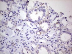 Invitrogen CDKL2 Monoclonal Antibody (OTI12C2) 100 &mu;L; Unconjugated:Antibodies,